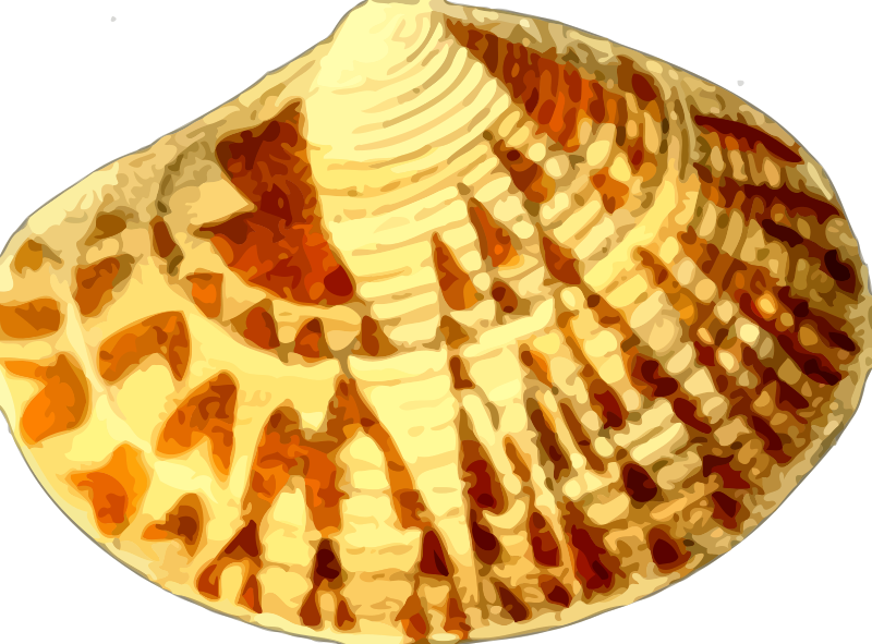 Seashell20-800px